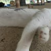 BISCUIT