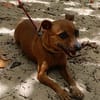 Roxy la coquine