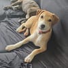 CARAMELA, Chiot Berger Créole