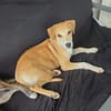 CARAMELA, Chiot Berger Créole