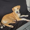 CARAMELA, Chiot Berger Créole