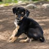 BROOKLYN, Chiot Berger Créole mâle