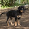 BROOKLYN, Chiot Berger Créole mâle
