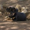 BROOKLYN, Chiot Berger Créole mâle