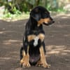 BROOKLYN, Chiot Berger Créole mâle