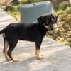 BROOKLYN, Chiot Berger Créole mâle