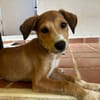 NILO, chiot Berger Créole mâle