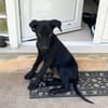 BOUBA, chiot Berger Créole mâle