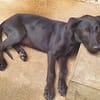 BOUBA, chiot Berger Créole mâle