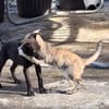 BOUBA, chiot Berger Créole mâle