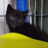 FIGARO