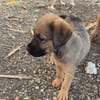 ALOHA, CHIOT FEMELLE BERGER CREOLE