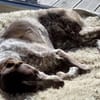 Padme, verlässliche Hundedame, ca. 7 J.