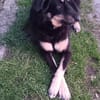 Benny auf Pflegestelle in Dortmund