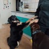 Benny auf Pflegestelle in Dortmund