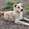 Verschmuste Raja🌺 sucht liebe Familie