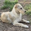 Verschmuste Raja🌺 sucht liebe Familie