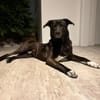 Dusty sucht sein Zuhause