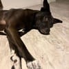 Dusty sucht sein Zuhause