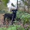 Dusty sucht sein Zuhause