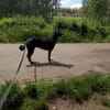 Dusty sucht sein Zuhause
