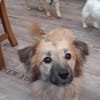 🐶 Diana  zarte Hundeseele 10 Monate