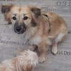 🐶 Diana  zarte Hundeseele 10 Monate