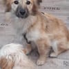 🐶 Diana  zarte Hundeseele 10 Monate