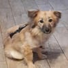 🐶 Diana  zarte Hundeseele 10 Monate