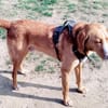 Freddy, 7 Jahre, Sanftmut in Person