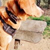 Freddy, 7 Jahre, Sanftmut in Person