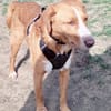 Freddy, 7 Jahre, Sanftmut in Person