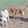 Freddy, 7 Jahre, Sanftmut in Person