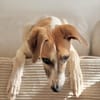 Siggi, zarter Windhund, ca. 8 Monate