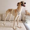 Siggi, zarter Windhund, ca. 8 Monate