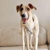 Siggi, zarter Windhund, ca. 8 Monate