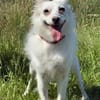 🐾 Lucy  unkomplizierte Traumhündin
