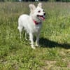 🐾 Lucy  unkomplizierte Traumhündin