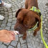 Phönix sucht tolle Leute
