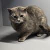 LUCY-zartes Katzenmädchen auf der Suche!