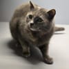 LUCY-zartes Katzenmädchen auf der Suche!