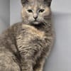 LUCY-zartes Katzenmädchen auf der Suche!