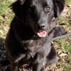 Nola, aktive Hundedame, ca. 8 Monate