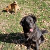 Nola, aktive Hundedame, ca. 8 Monate