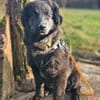 Nola, aktive Hundedame, ca. 8 Monate