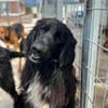 Eros Mix Rüde 2,5 Jahre alt in 78166