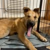 Bruno, lebhafter Huskymischling, ca.6 M.