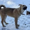 Bruno, lebhafter Huskymischling, ca.6 M.