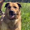 🐾 Samson  charmanter Familienhund