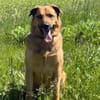 🐾 Samson  charmanter Familienhund